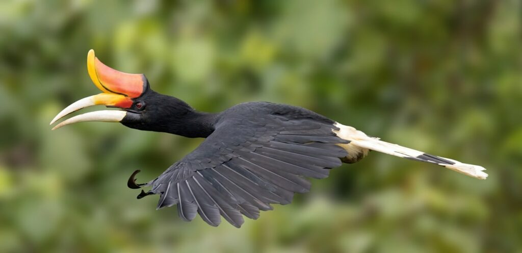 Rhinoceros Hornbill