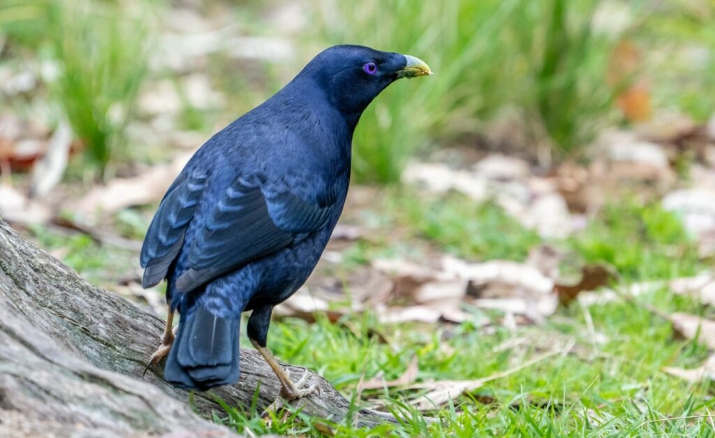 Satin Bowerbird