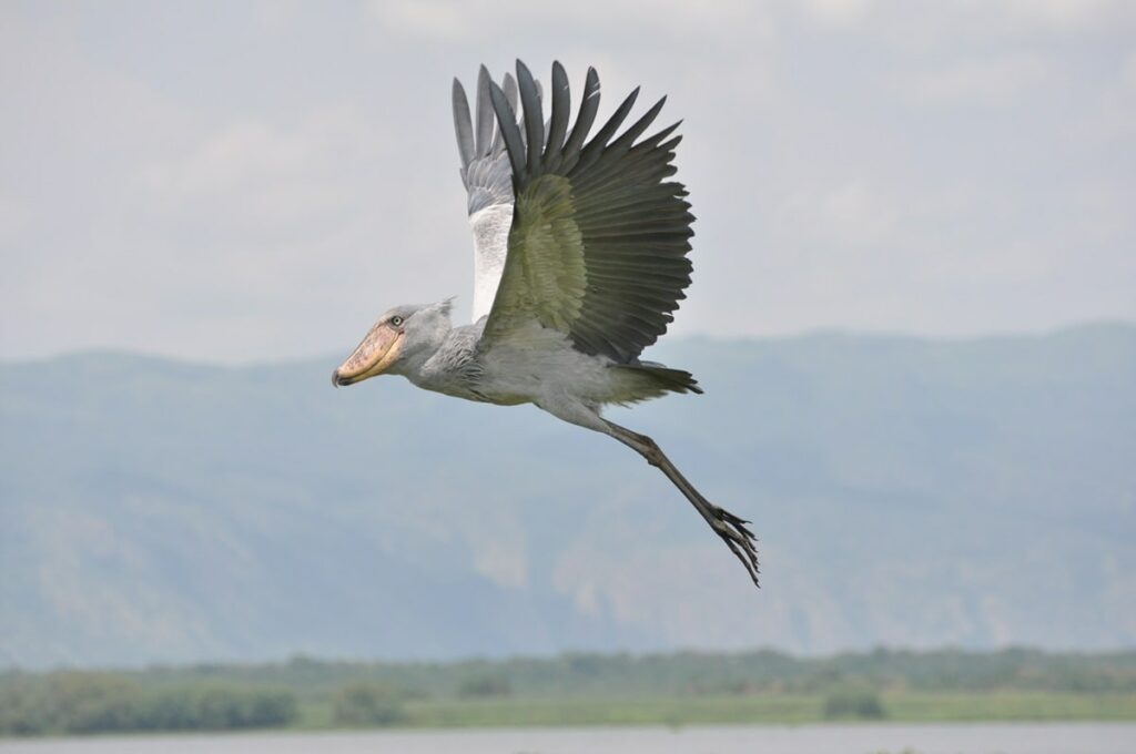 Shoebill