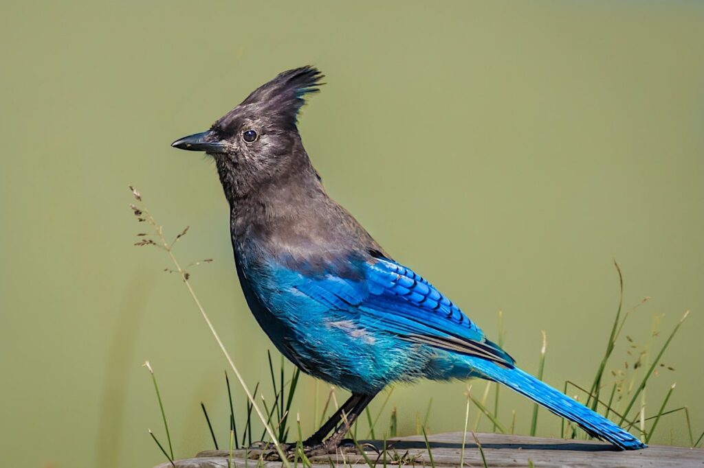 Steller’s Jay