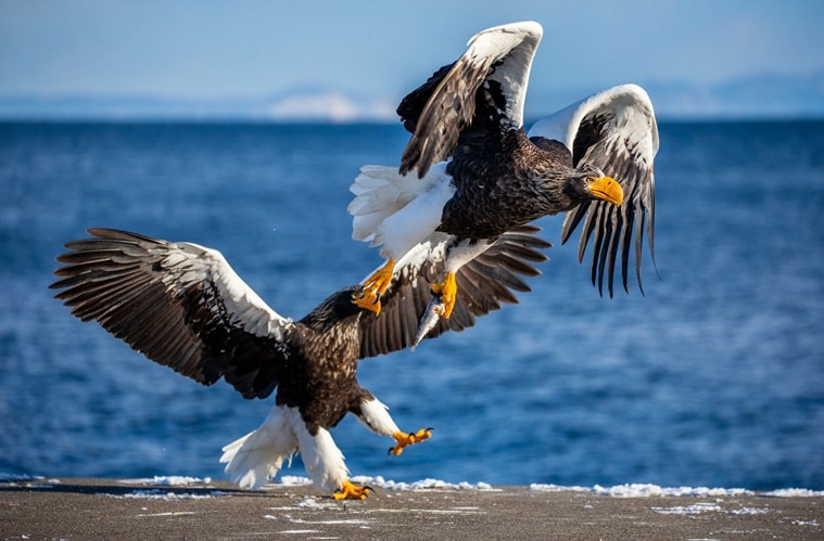 Steller’s Sea Eagle