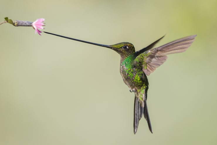 Sword-Billed Hummingbird