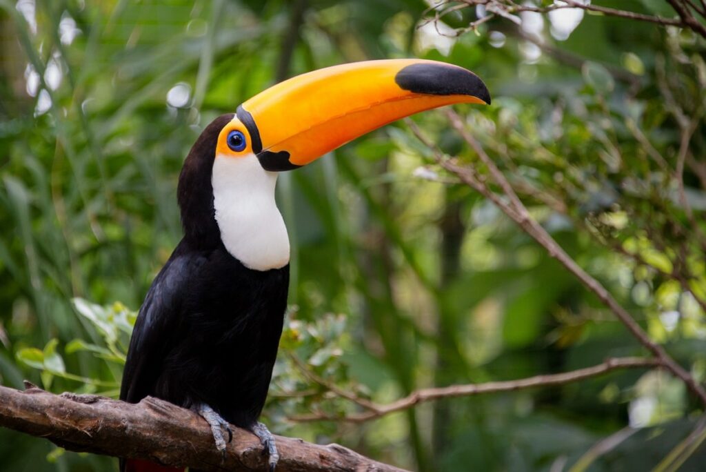 Toco Toucan