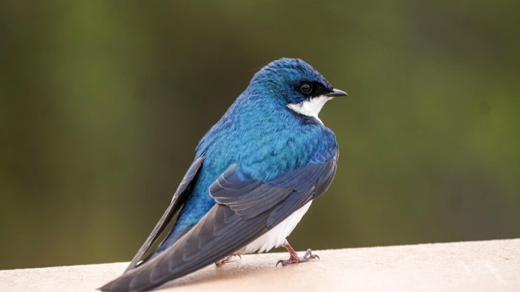 Tree Swallow