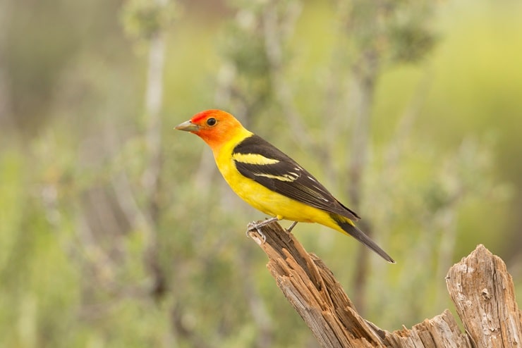 Western Tanager