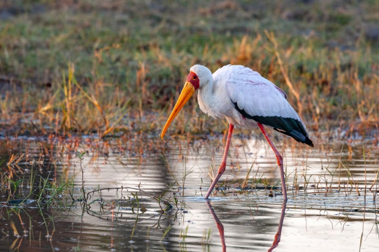 Yellow-Billed Stork