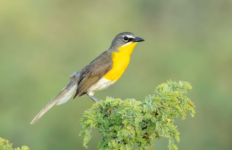 Yellow-Breasted Chat