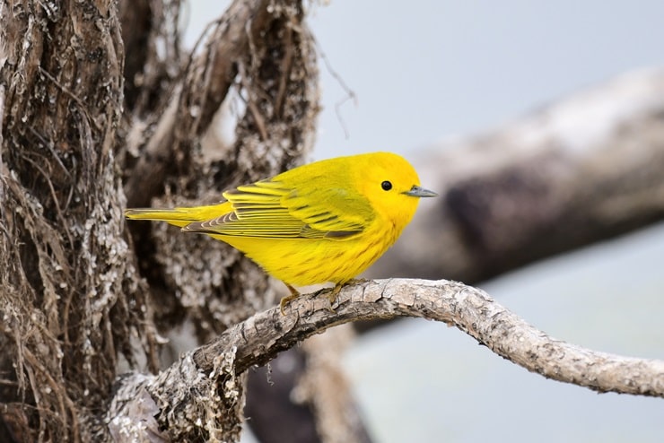 Yellow Warbler