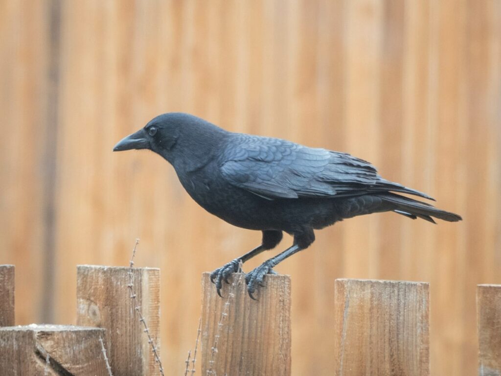 how long do crows live