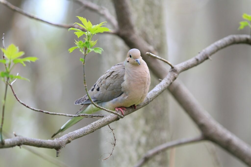 how long do doves live