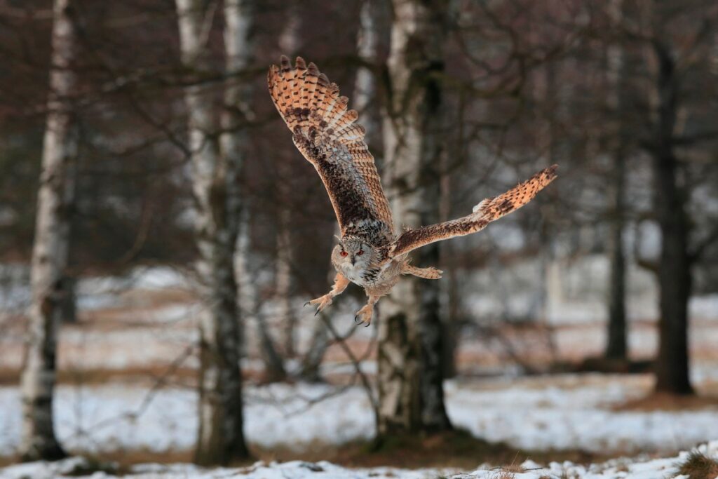 how long do owls live