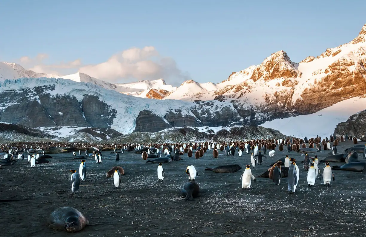 how long do penguins live
