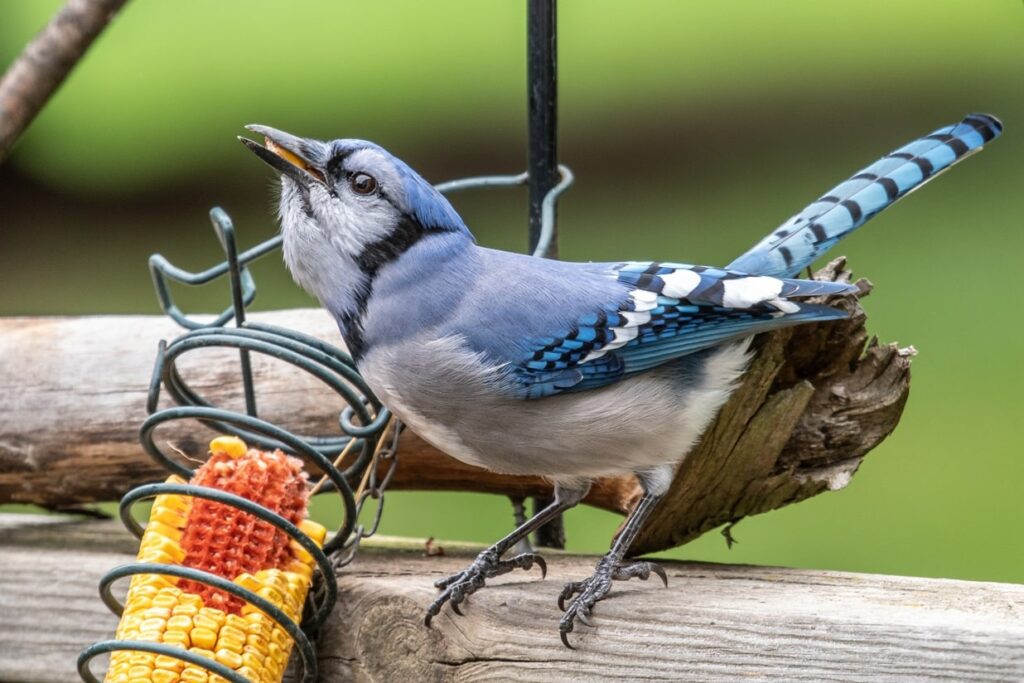 what do bluejays eat