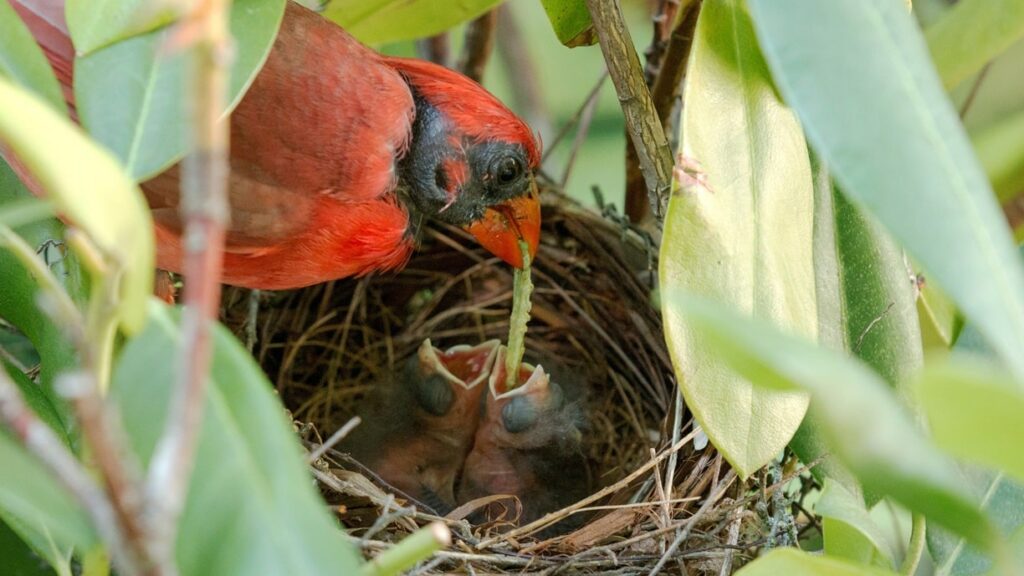 Baby cardinals