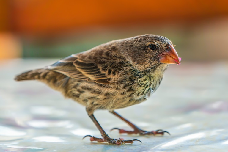 Darwin's finch