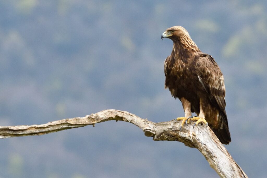 Golden Eagle