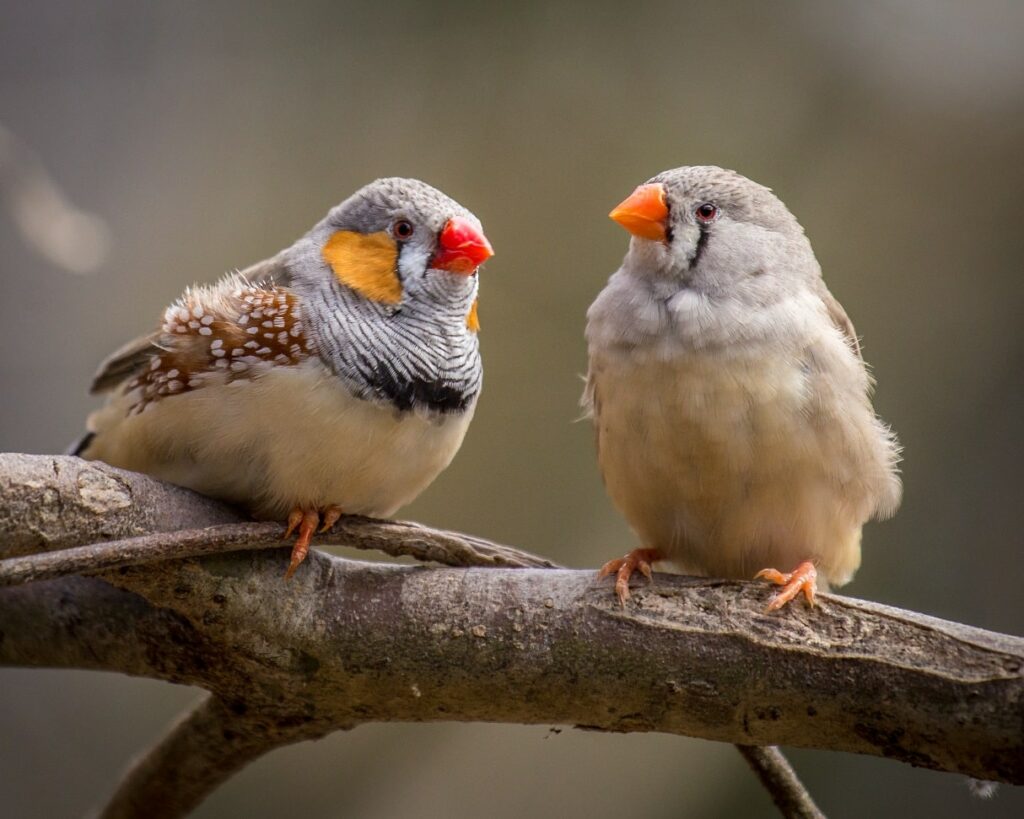 Zebra Finches