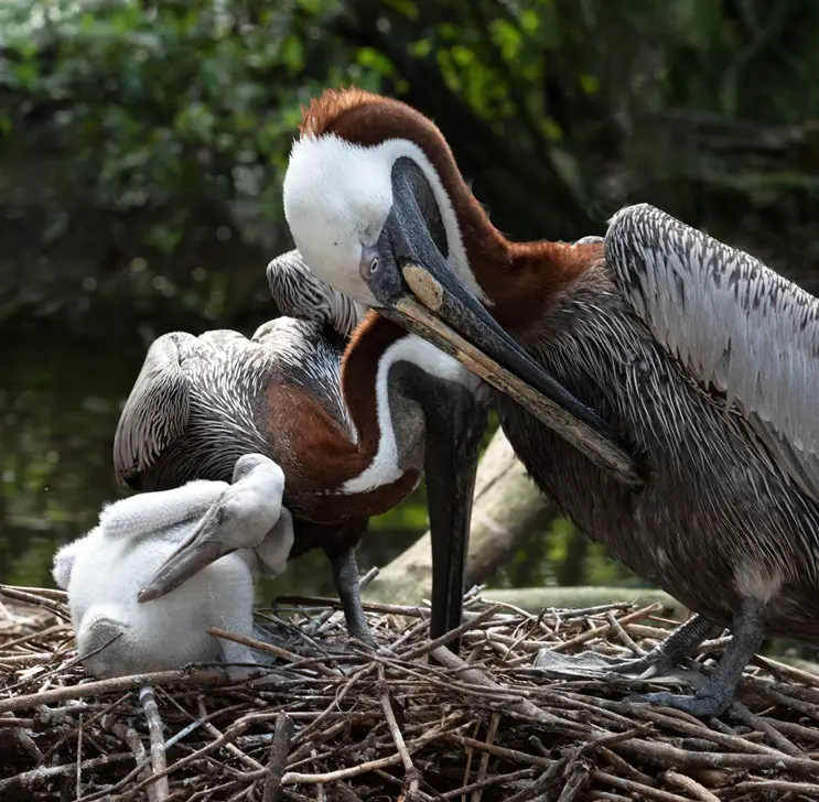 baby pelicans
