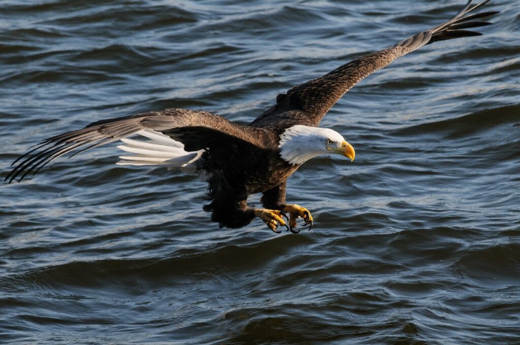 Bald Eagle