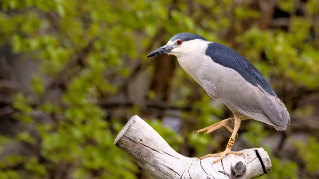 Black-crowned night heron