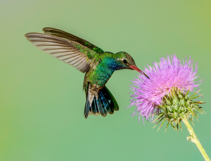 can hummingbirds smell