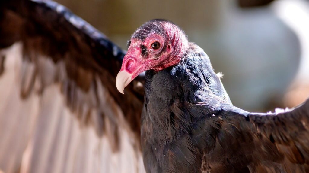 do birds have sense of smell - nose