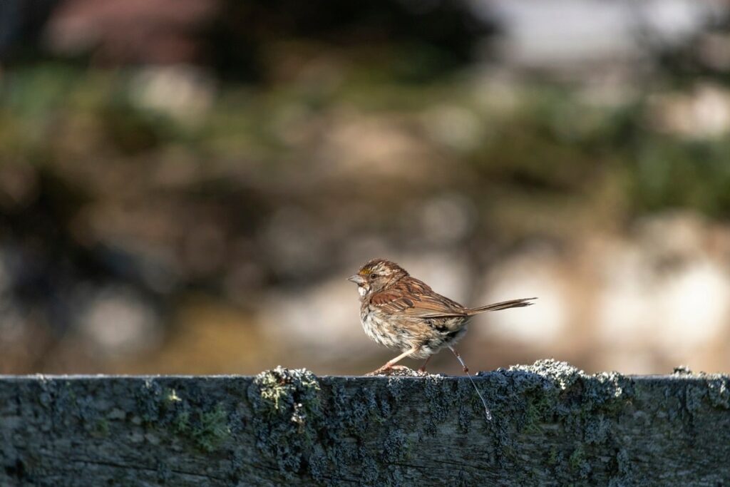 do birds pee