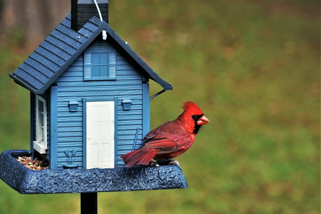 do cardinals eat mealworms