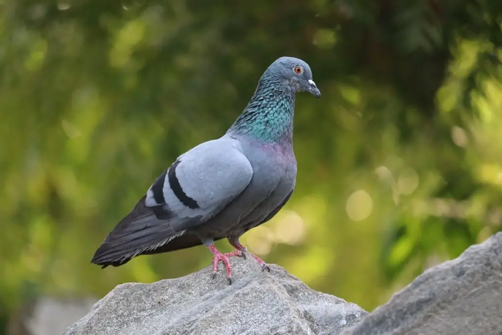 how long do pigeons live