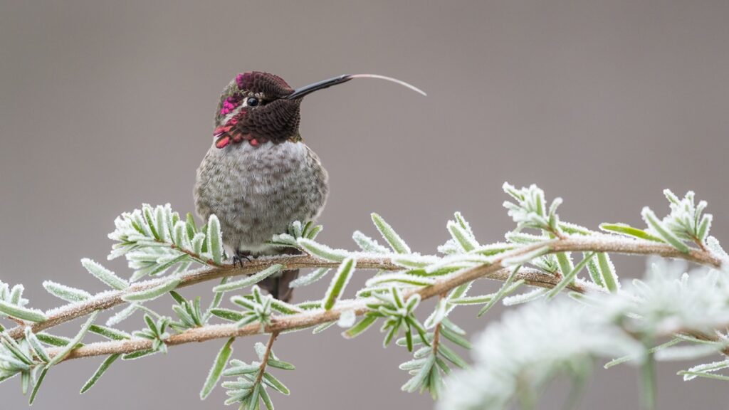 hummingbird tongue