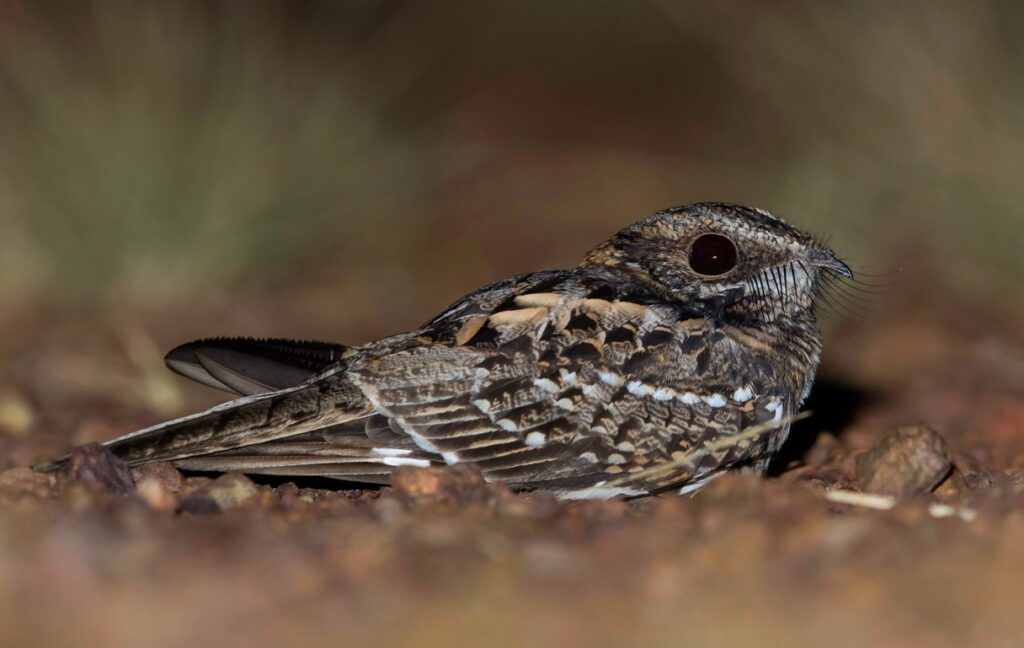 White-tailed Nightjar, Hydropsalis cayenne