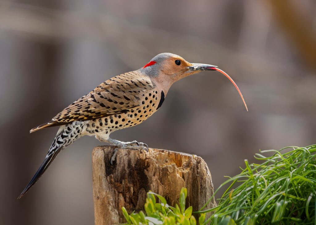 woodpecker tongue