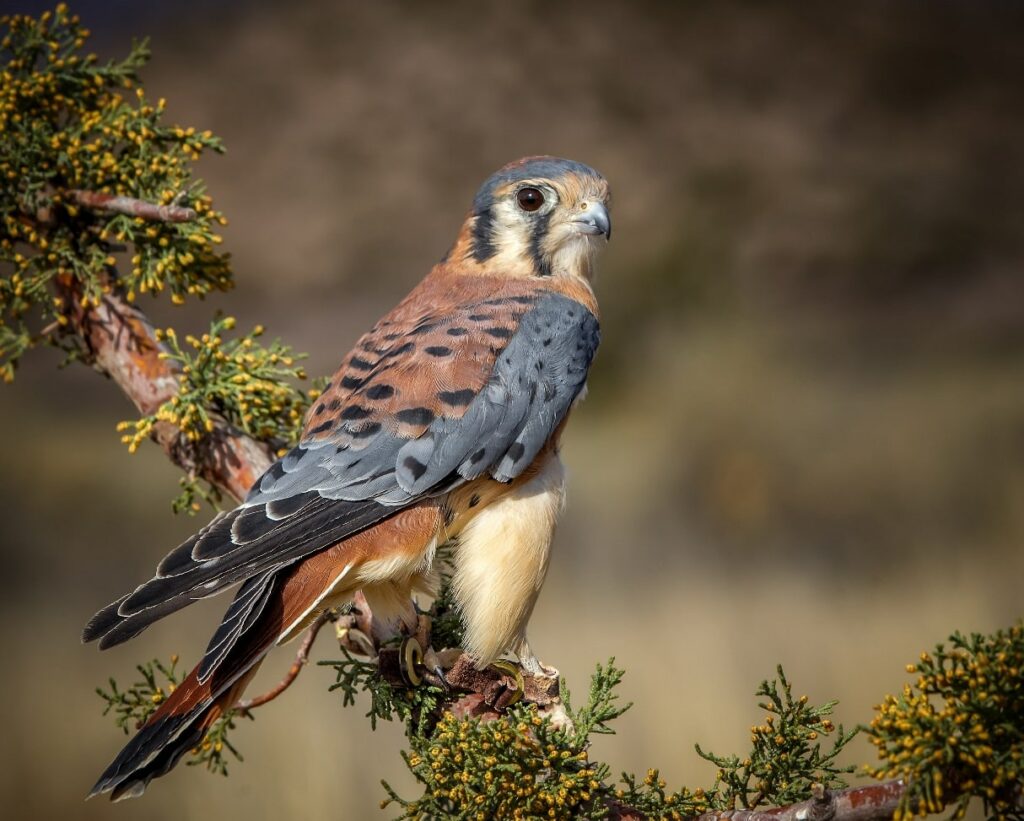 American Kestrel