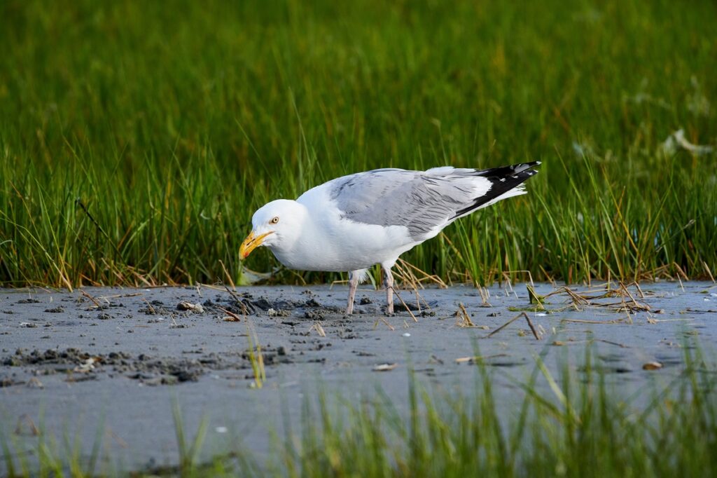 American Herring Gull