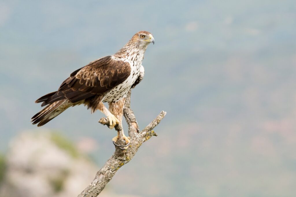 Bonelli's Eagle