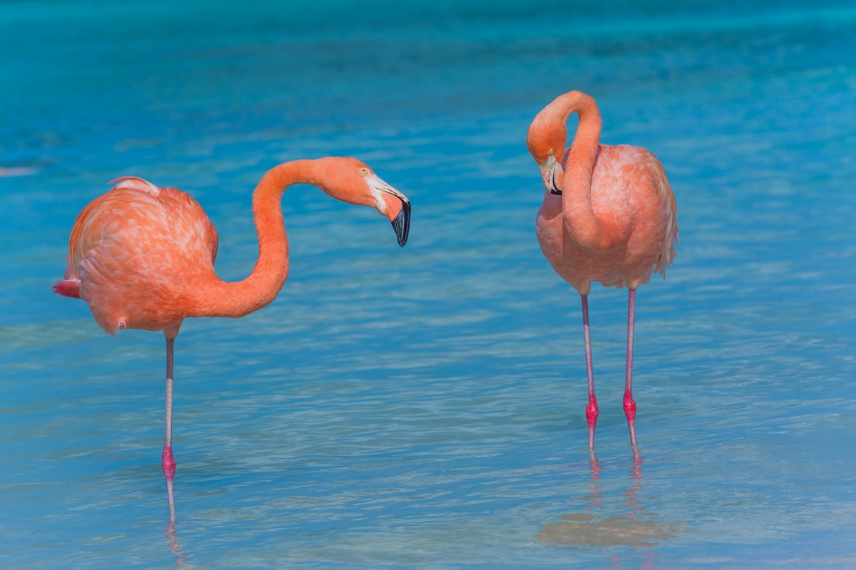 Flamingos Stand on One Leg