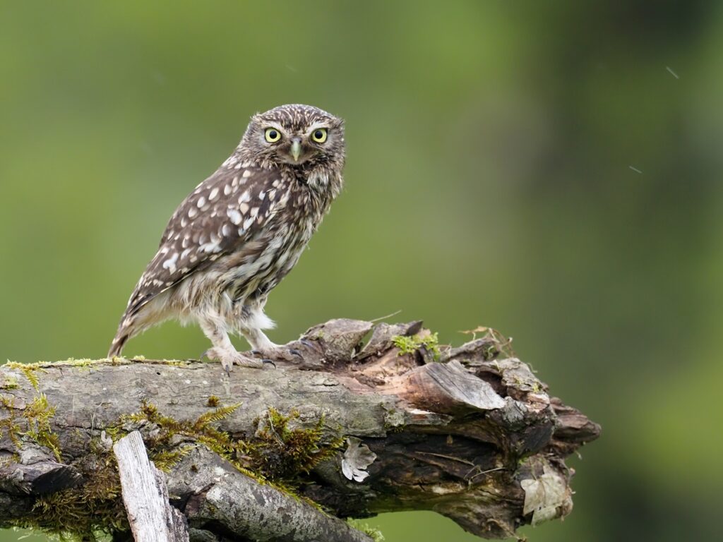 Little owl