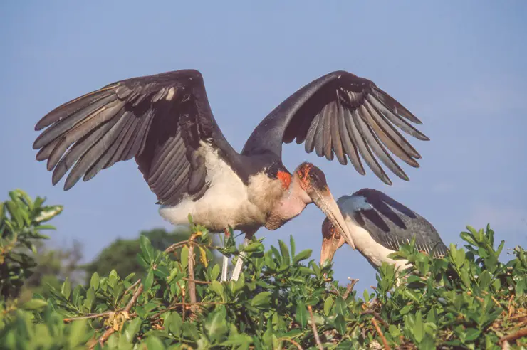 Marabou Stork wingspan