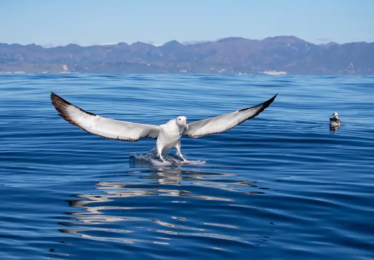 Northern Royal Albatross wingspan