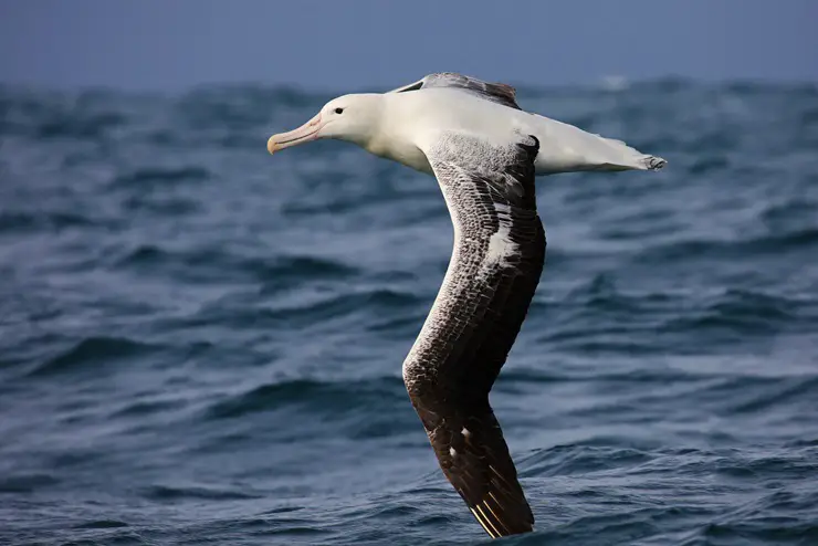 Southern royal albatross wingspan