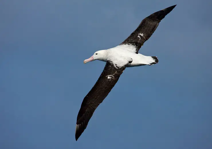 Tristan Albatross wingspan