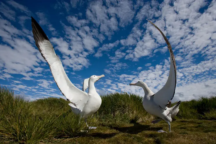 Wandering Albatross wingspan