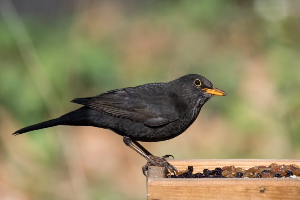 birds eat raisins