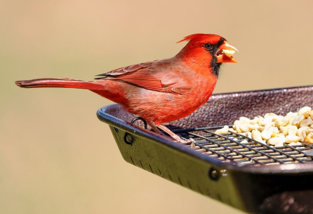 Do cardinals eat peanuts