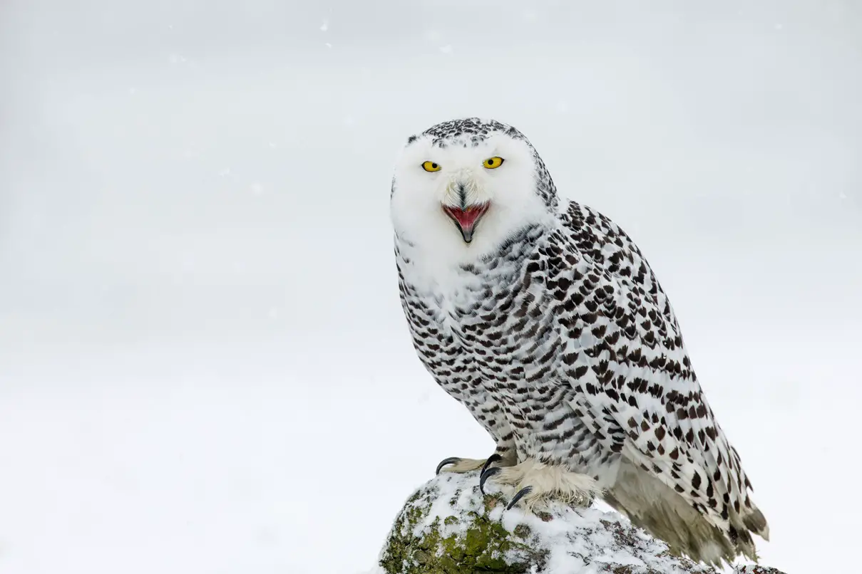 why do owls hoot
