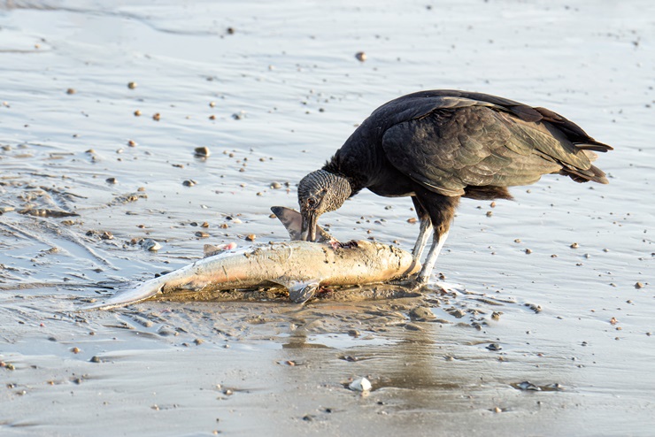 American black vulture