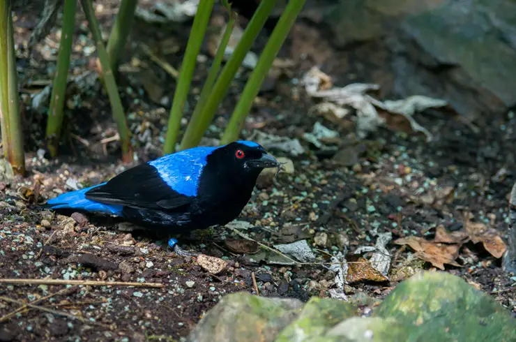 Asian Fairy-Bluebird