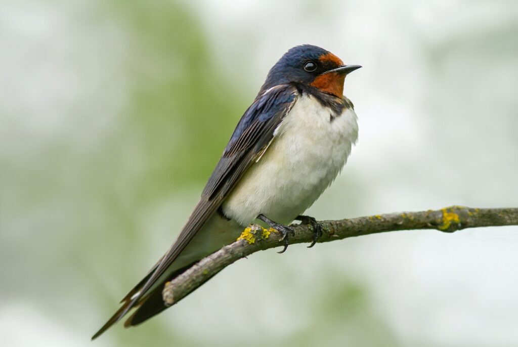 Barn Swallow