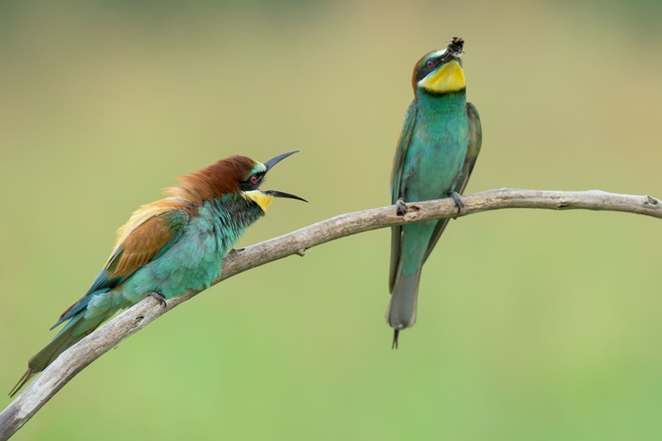 Bee-eaters