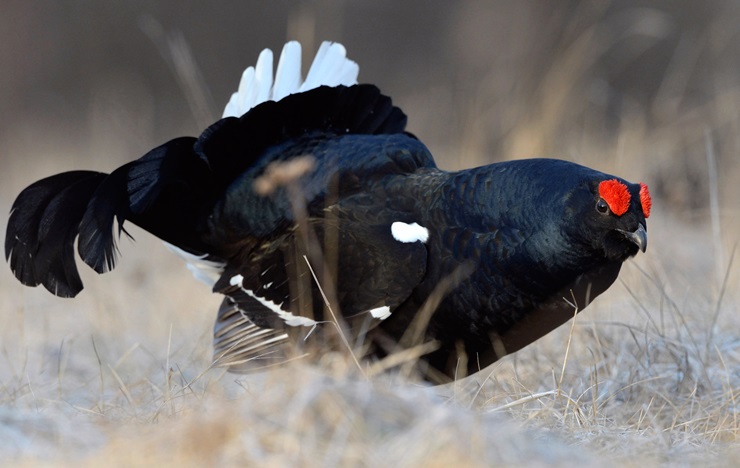 Black Grouse